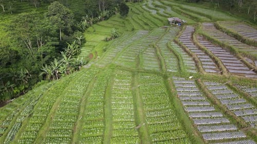 Aerial view of vegetable field in Indonesia with terrace pattern