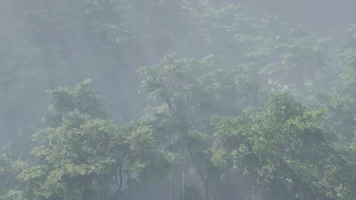 Misty Morning Aerial View of Lush Tropical Forest