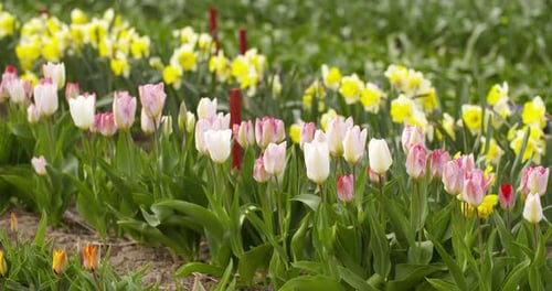 Tulips Plantation in Netherlands Agriculture