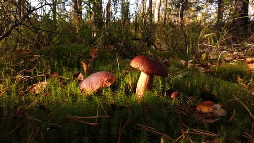 Mushrooms Growing on Mossy Forest Floor