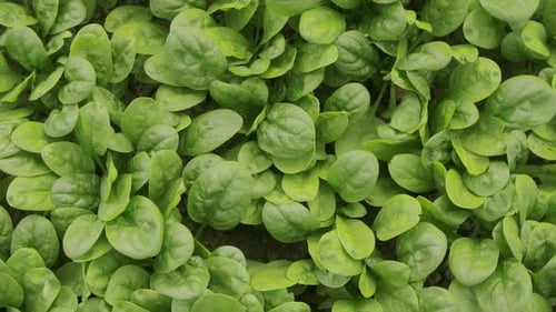 Fresh Green Baby Spinach Leaves Growing On Field