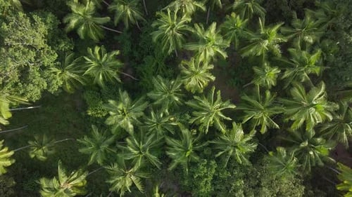 Aerial View of Lush Green Palm Trees