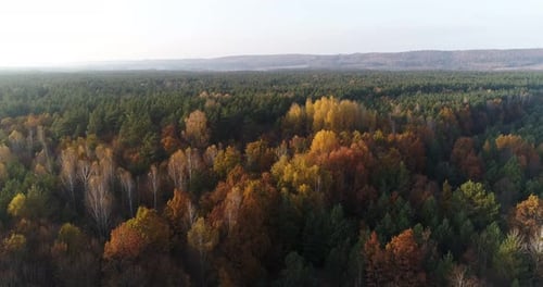Aerial Autumn Forest