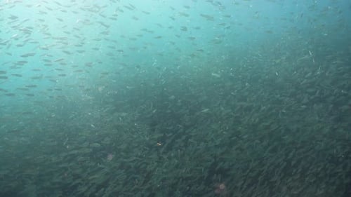 Underwater School of Fish Swimming in the Ocean