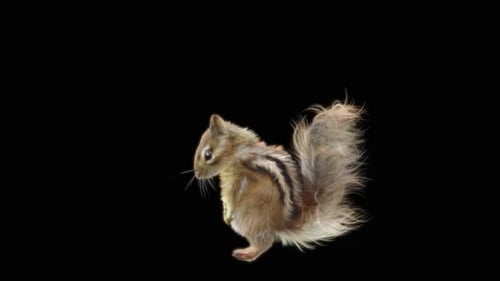 68 Chipmunk: Tanzen HD
