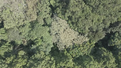 Vue aérienne : vue de plus près de la forêt tropicale en Indonésie