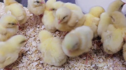 Fluffy Yellow Baby Chicks on Wood Shavings