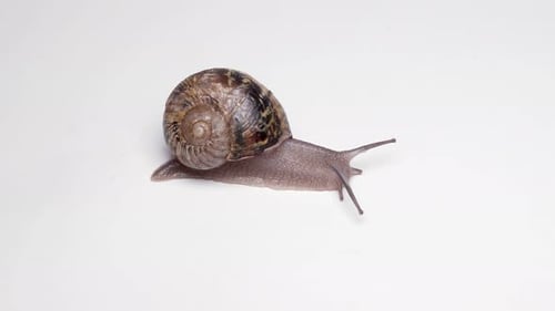 Captura de vídeo macro de un caracol con sumideros de conchas sobre fondo blanco
