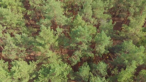 Luftbild Pine Forest Houses River