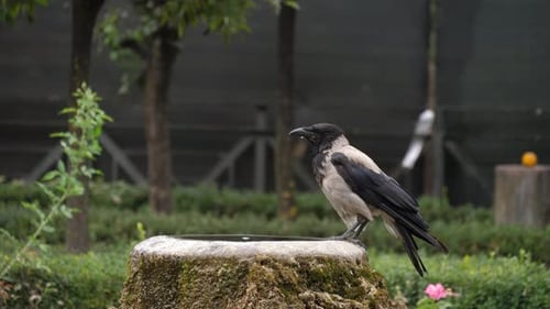 Zwei Krähen mit Kapuze auf dem Trinkbrunnen