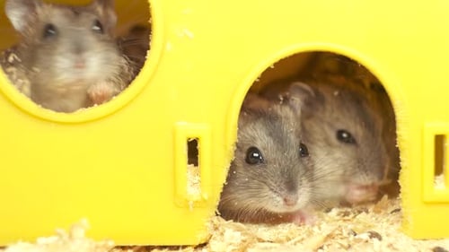 Grey Dwarf Hamsters Play in their Tiny Yellow House