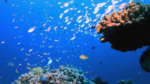 Vibrant Coral Reef with Colorful Fish Undersea