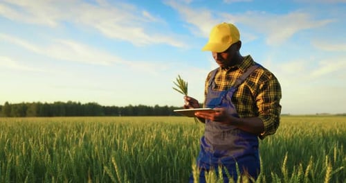Young Adult Inspecting Crops With Tablet in Field