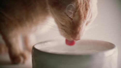 Orange Cat Lapping Milk From Bowl Close Up