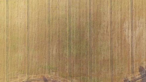 Aerial Video Flying Over Yellow Grain Wheat Field