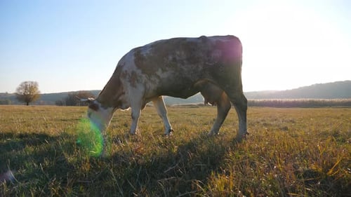 Cow with Big Horns Eating Fresh Green Grass at Lawn or Field. Cattle Grazing on Pasture. Beautiful