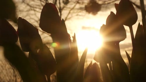 Silhouetted Tulips at Sunrise