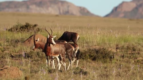 Antilopes Blesbok dans les prairies