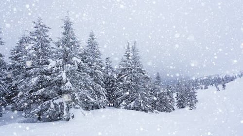 Beautiful Fluffy Snow Tree Branches