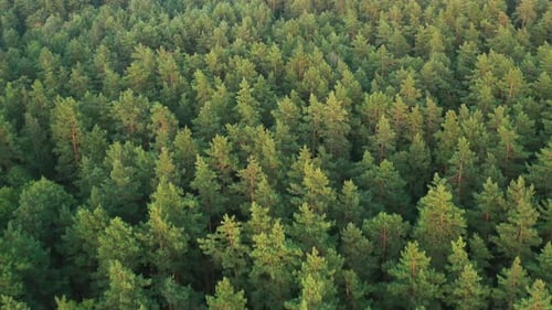 Aerial View Of Green Forest Landscape