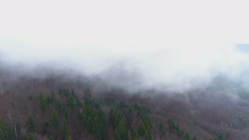 Mountain Forest in Fog. Twilight Landscape with Fog Above Forest
