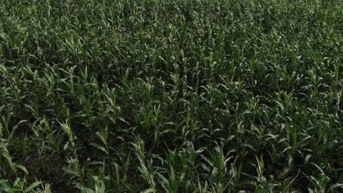 Aerial View of a Green Corn Field. The Camera Is Flying Low Over the Cornfield