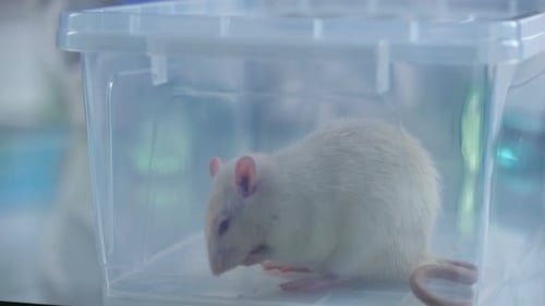 Entzückende Plastikbox für weiße Ratten, Tierklinik, Wissenschaftliches Experiment