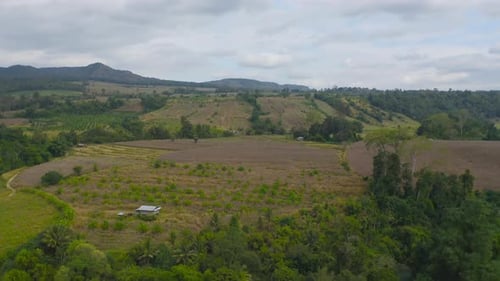 Aerial top view of dry grass, rice and crops field with green mountain hill in agriculture