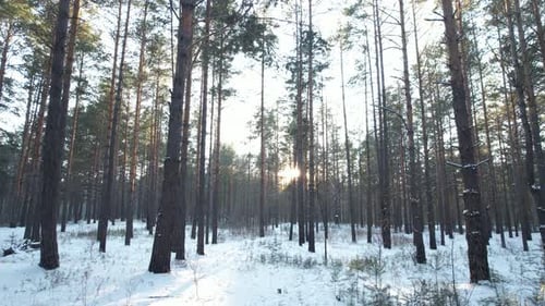 The Sun In The Winter Forest