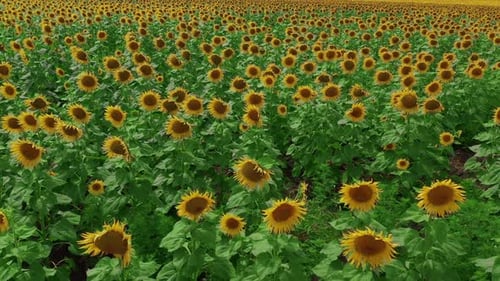 Aerial View. Flowering Sunflowers. Natural Agriculture. Field Sunflowers.
