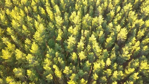 Grüner Kiefernwald von oben