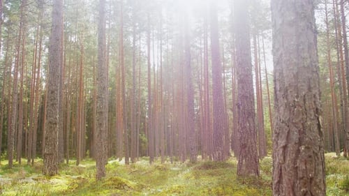 Natural Scene of Pine Forest or Woods
