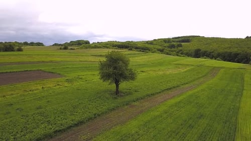 Aerial view of a lonely tree on green field in summer