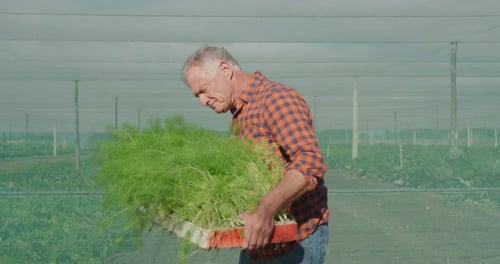 Mature man working on farm