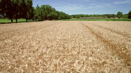 Golden Wheat Field Swaying in Rural Landscape
