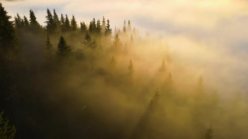 Aerial View of Bright Foggy Morning Over Dark Mountain Forest Trees at Autumn Sunrise