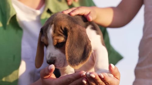Adorable Beagle Puppy Held Lovingly in Hands