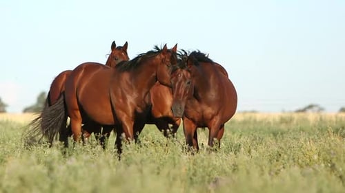Slow-motion of horses running freely in fields