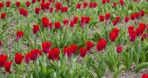 Tulips on Agruiculture Field Holland