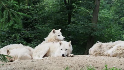 Arctic wolf (Canis lupus arctos), also known as the white wolf or polar wolf