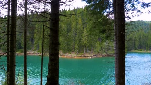 Lake with turquoise water and green mountain forest, Old trees in the mountain lake