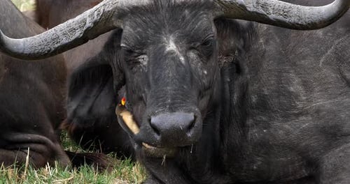 Buffle d'Afrique, syncerus caffer, adulte avec pic à bec jaune, buphagus africanus