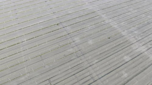 Aerial top view of roof of garden plant industry farm in agriculture concept with paddy rice field