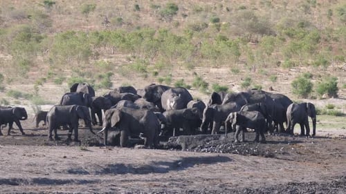 Weitere afrikanische Busch-Elefanten kommen am Wasserloch an