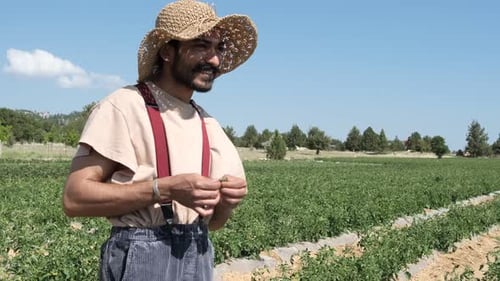 Farmer In Hat On Tomato Field
