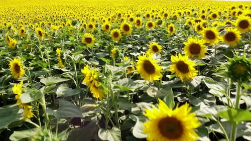 Sun Flowers Field