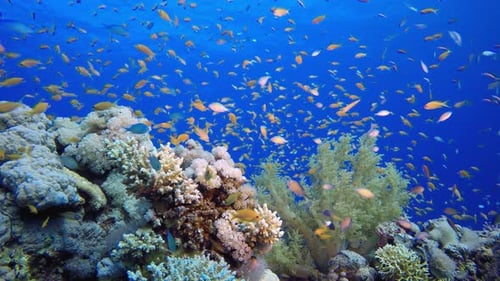 Récif sous-marin tropical
