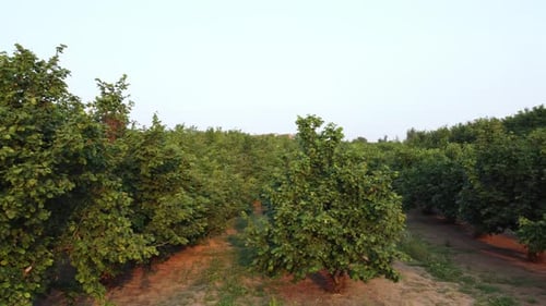Hazelnut farming agriculture cultivation field