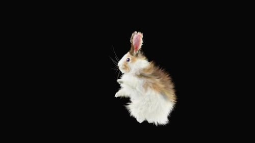 Adorable Fluffy Rabbit Standing and Waving Animation
