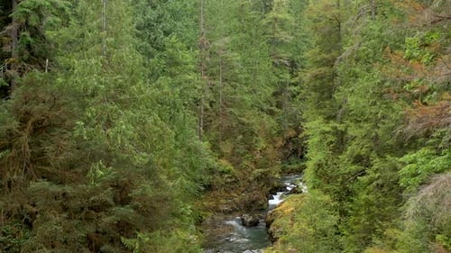 Aerial cinematic ascending and revealing little creek river flowing through lush green forest.